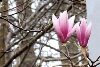 Close-up of pink flower blooming on tree