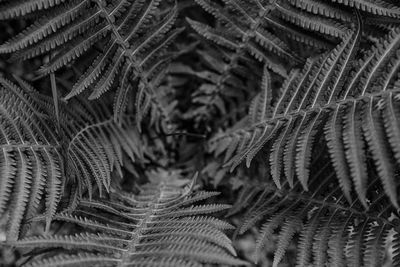 Full frame shot of palm tree