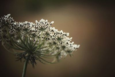 Close-up of white flowering plant