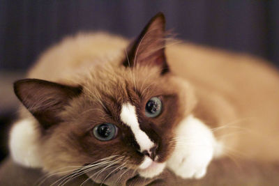 Close-up portrait of a cat at home