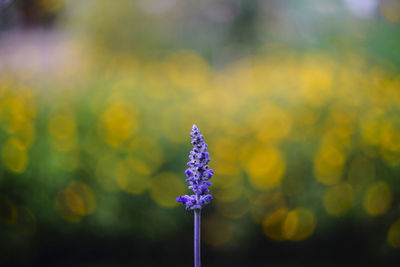 Close-up of yellow flower blooming outdoors