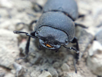Close-up of black beetle on rock
