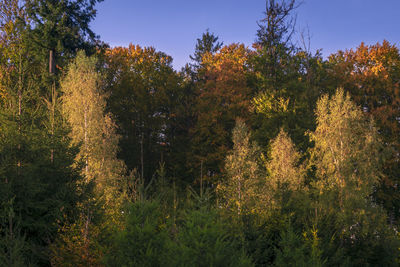 Trees and plants in forest during autumn