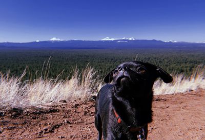 Dog looking away on land
