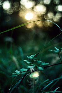 Close-up of illuminated plant