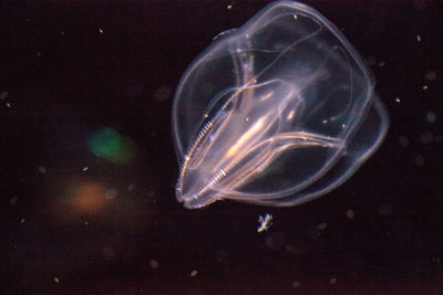 Close-up of jellyfish swimming in sea