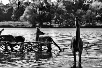 Birds on lake against trees