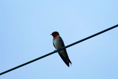 Low angle view of bird perching on cable against clear sky