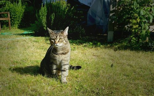 Cat on grassy field in yard