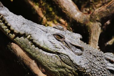 Close-up of lizard on tree