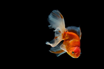 Close-up of fish swimming in sea