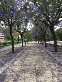 Walkway amidst trees