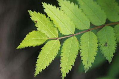 Close-up of green leaves