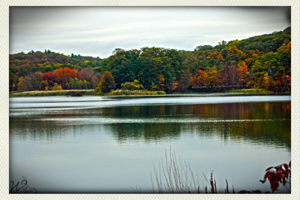 transfer print, tree, water, lake, auto post production filter, animal themes, reflection, sky, tranquility, tranquil scene, scenics, beauty in nature, nature, bird, waterfront, river, one animal, wildlife, outdoors, growth