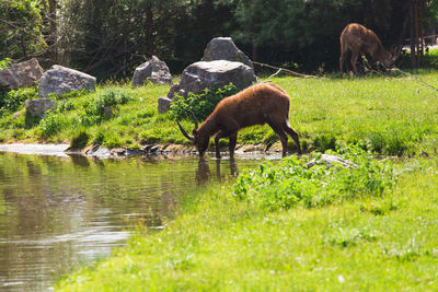 Sheep grazing in a field