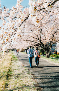 Rear view of people walking on cherry blossom