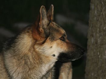 Close-up of dog