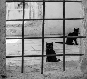 Portrait of cat sitting by window