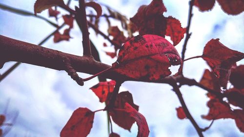 Low angle view of red leaves on branch