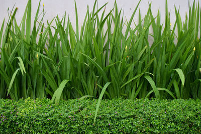 Crops growing on field