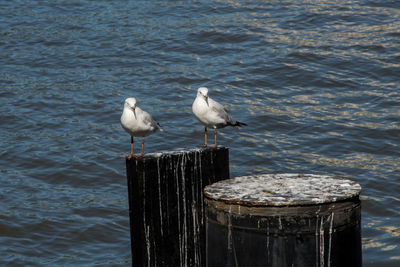 Seagulls perching on wooden post in lake