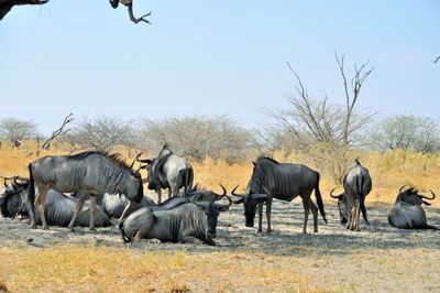 Wildebeest group in a field