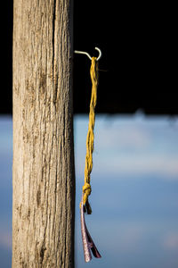 Close-up of rope tied to tree trunk