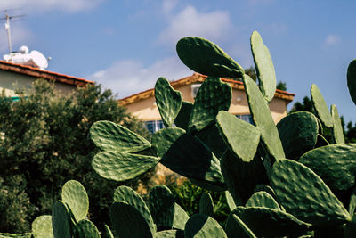 Close-up of succulent plant growing on cactus against sky