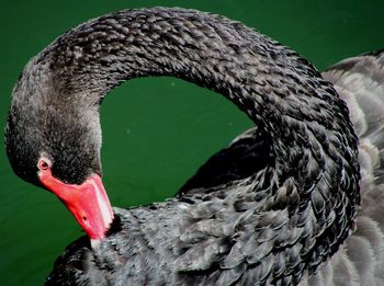 Close-up of swan swimming in water