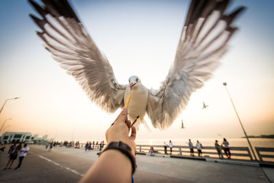 Cropped hand of person feeding food to seagull against sky during sunset