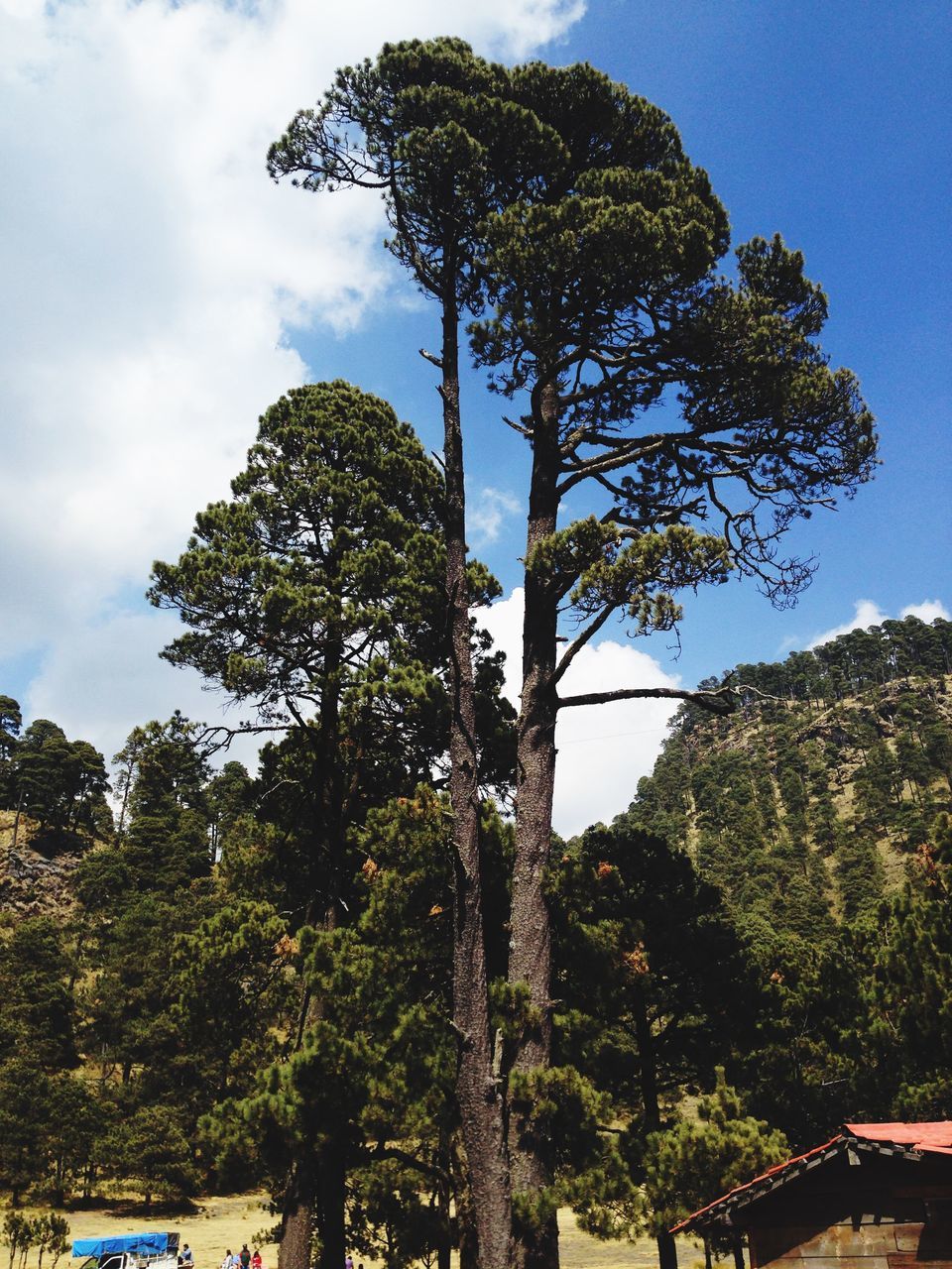 tree, sky, low angle view, growth, tree trunk, tranquility, nature, tranquil scene, branch, green color, beauty in nature, scenics, day, blue, no people, cloud, sunlight, outdoors, mountain, lush foliage