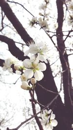 Low angle view of cherry blossom tree