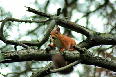 Low angle view of squirrel on tree