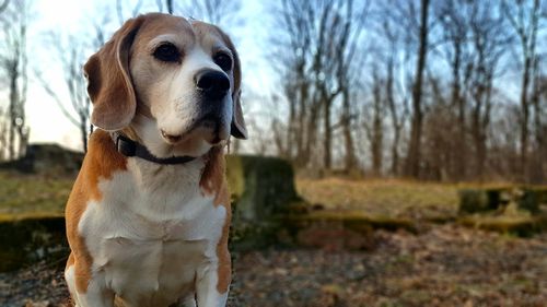 Close-up of dog against trees