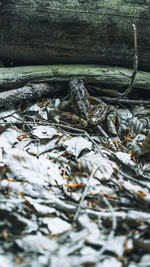 Close-up of frozen log in winter