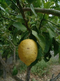 Close-up of fruit growing on tree