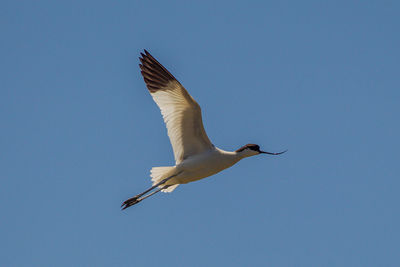 Low angle view of seagull flying
