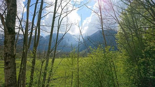 Scenic view of forest against sky