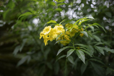 Close-up of yellow flowering plant