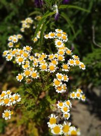 flowering plant