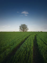 Country pathway along a green wheat field with a lone tree on the horizon. summer season nature