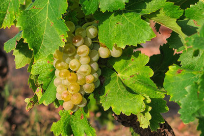 Close-up of grapes growing in vineyard