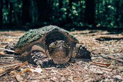 Close-up of a turtle on a field