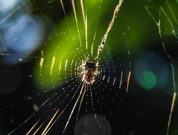 Close-up of spider web