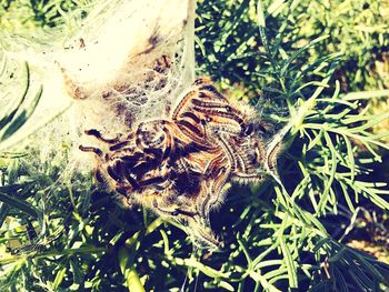 High angle view of spider on web