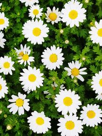 High angle view of white daisy flowers