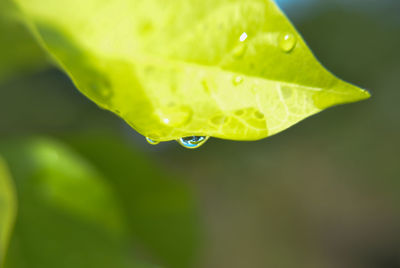 Close-up of water drops on leaves