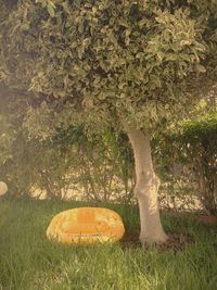 Trees on grassy field