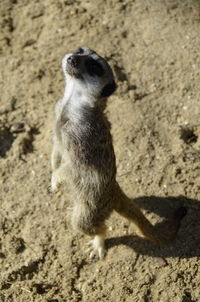 High angle view of rabbit on sand