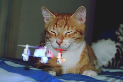 Close-up of cat sitting on table